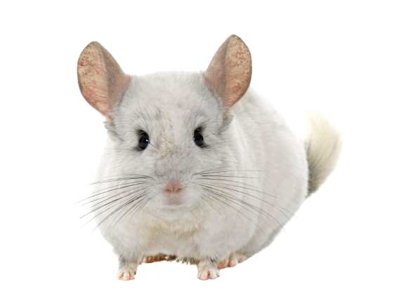 chinchilla